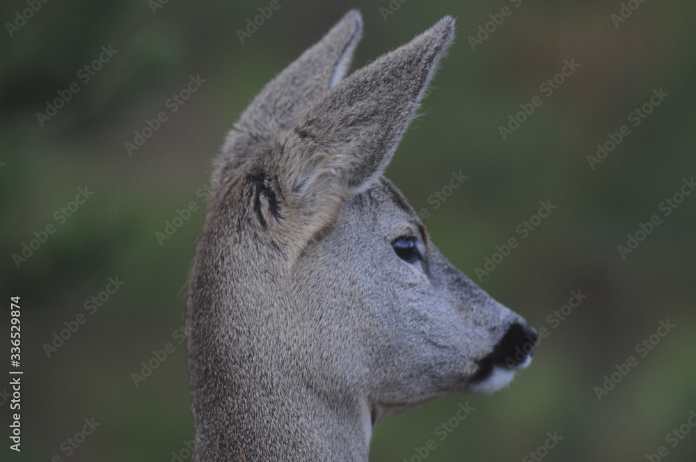 European roe deer (Capreolus capreolus) posing and displaying on camera European roe deer (Capreolus capreolus) posing and displaying on camera