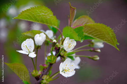 cherry tree with white flowers in spring