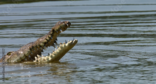 Fotografie Crocodile rises from murky water with mouth spread wide