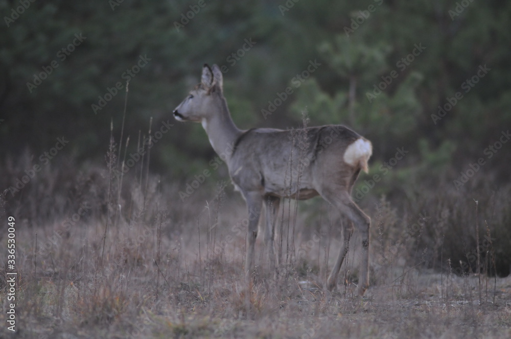 European roe deer (Capreolus capreolus) posing and displaying on camera European roe deer (Capreolus capreolus) posing and displaying on camera