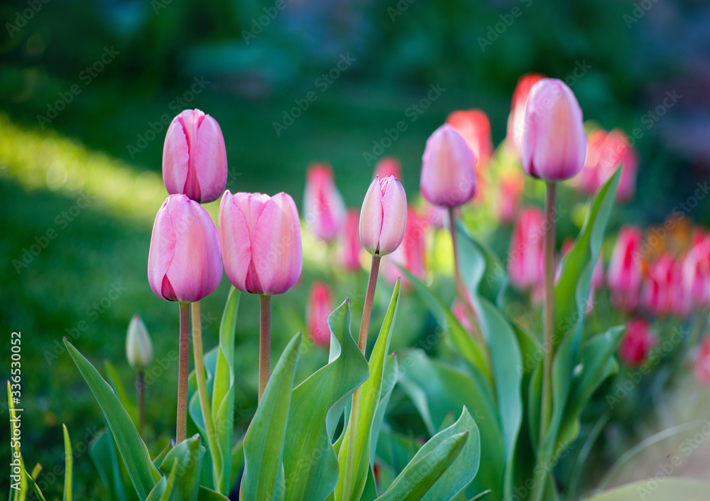 pink blossom unopened buds of tulips in spring close up pink blossom unopened buds of tulips in spring close up