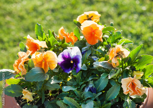 Pansy garden viola flowers in a pot at grass background