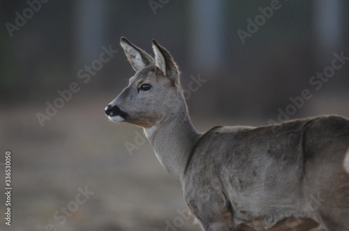 European roe deer  Capreolus capreolus  posing and displaying on camera