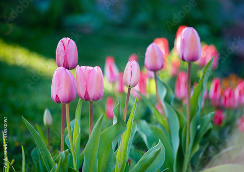 pink blossom unopened buds of tulips in spring close up