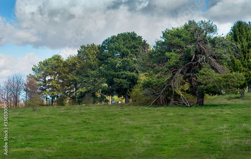 pine grove on a hill, twisted, broken old pine