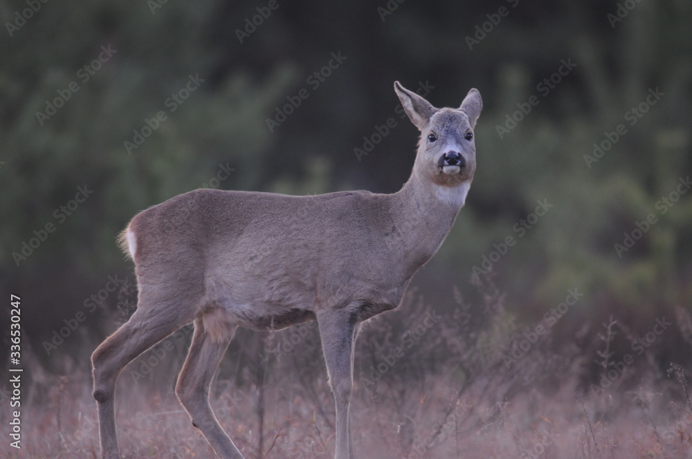 European roe deer (Capreolus capreolus) posing and displaying on camera European roe deer (Capreolus capreolus) posing and displaying on camera