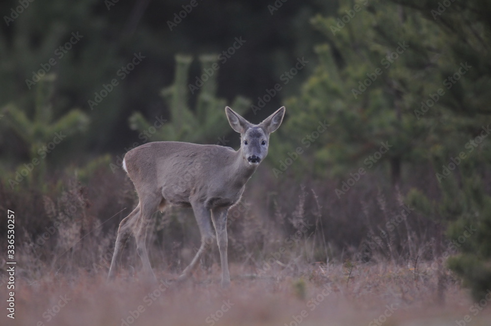 European roe deer (Capreolus capreolus) posing and displaying on camera European roe deer (Capreolus capreolus) posing and displaying on camera