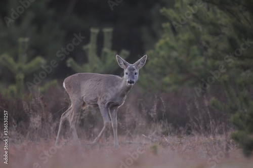European roe deer (Capreolus capreolus) posing and displaying on camera