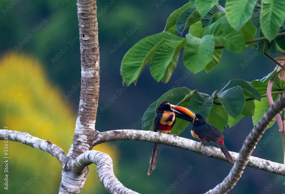 Fototapeta premium Pair of Fiery-Billed Aracari trade mutual grooming