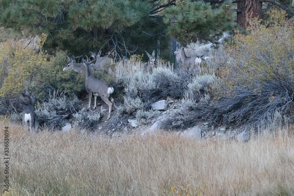 group of deer grazing on bushes and grass at forest edge group of deer grazing on bushes and grass at forest edge
