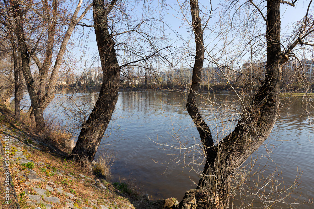 Spring old Trees above the River Vltava in the sunny Day, Prague, Czech Republic Spring old Trees above the River Vltava in the sunny Day, Prague, Czech Republic