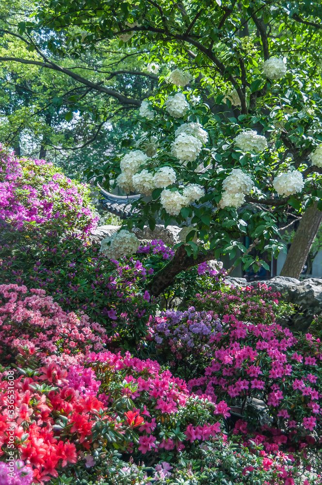 Suzhou China - May 3, 2010: Humble Administrators Garden. Closeup of red-pink-white flowers under green foliage.