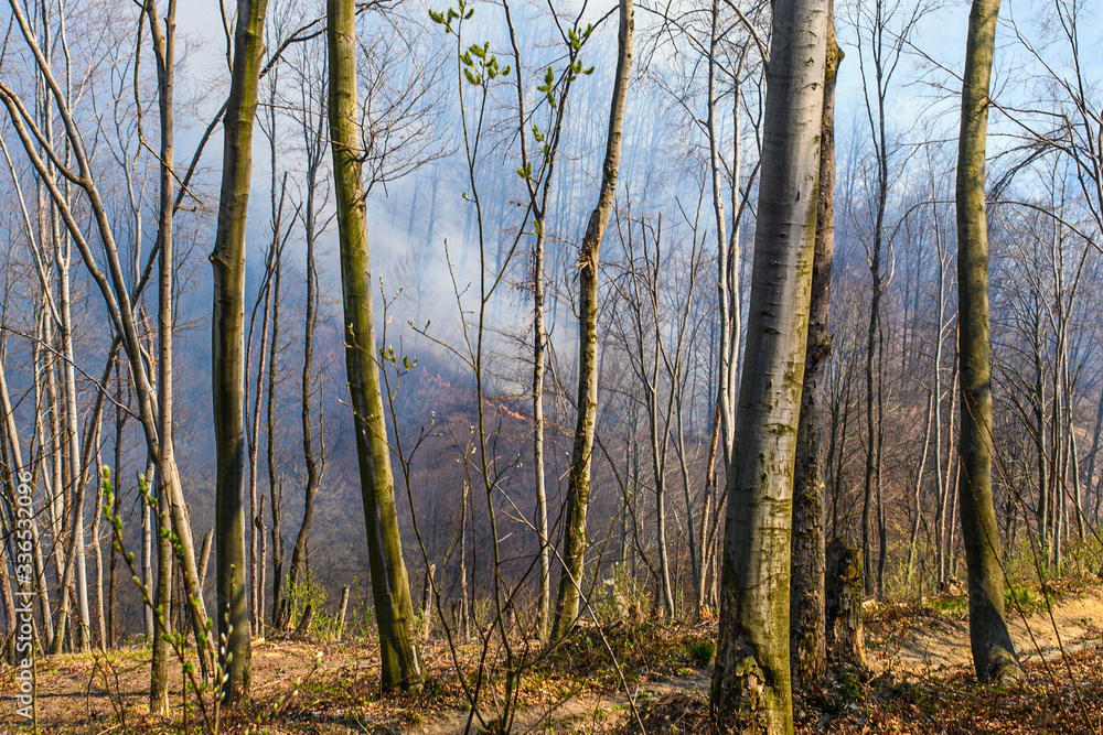 a big fire in the forest with smoke blowing off into the atmosphere a big fire in the forest with smoke blowing off into the atmosphere