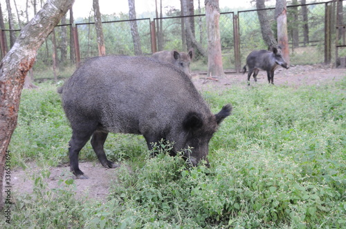 Wildlife of Wild Boar (Sun scrofa) captured in Belarus