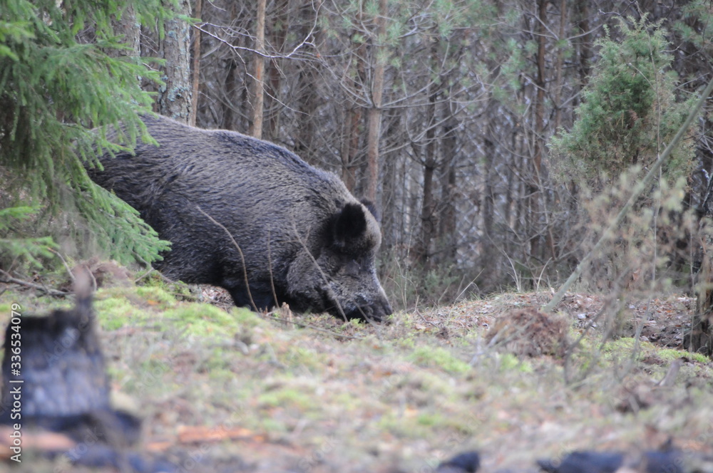 Wildlife of Wild Boar (Sun scrofa) captured in Belarus Wildlife of Wild Boar (Sun scrofa) captured in Belarus