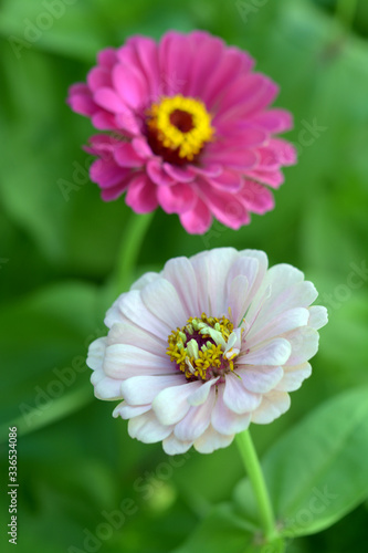 Pink Zinnia flower