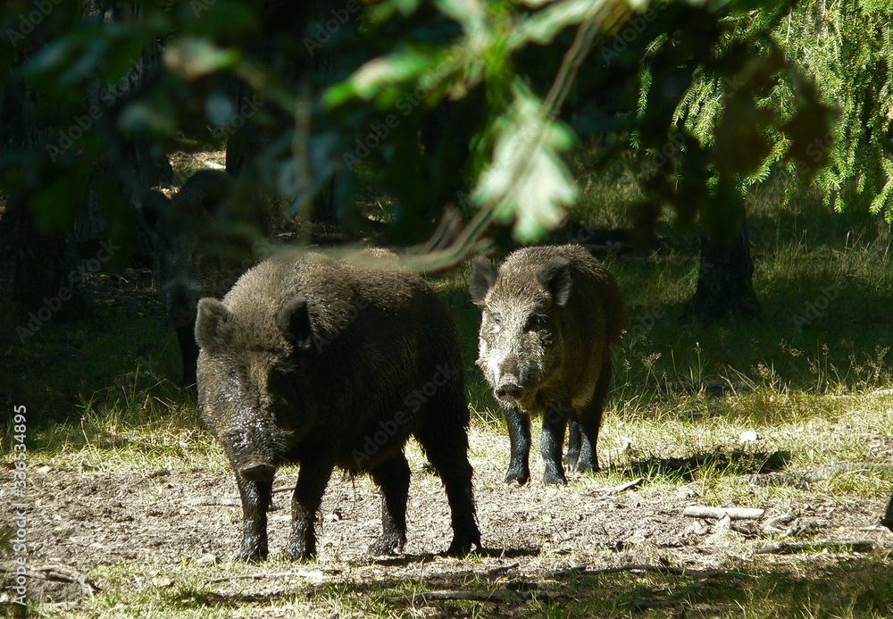 Wildlife of Wild Boar (Sus scrofa) captured in Belarus Wildlife of Wild Boar (Sus scrofa) captured in Belarus
