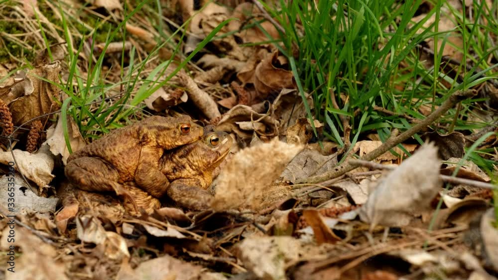 Mating pair of common toads (Bufo bufo). Spring in the Czech Republic. Mating pair of common toads (Bufo bufo). Spring in the Czech Republic.