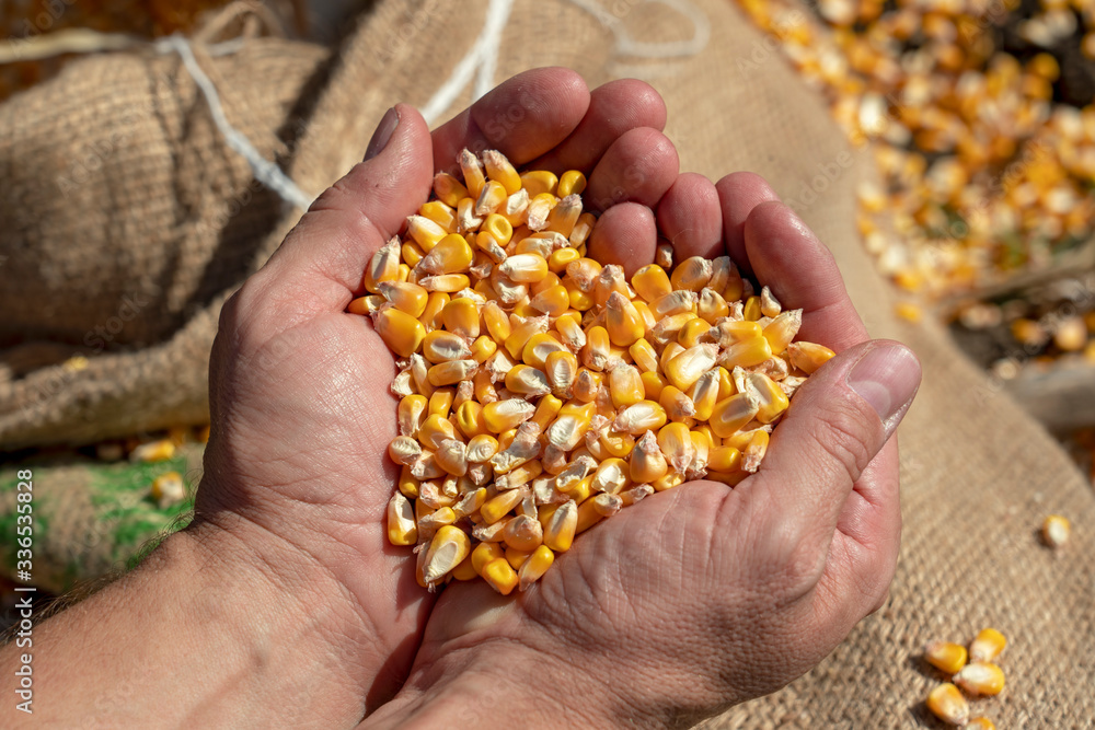 Handful of Harvested Grain Corn - Close up of Peasant's Hands With Corn Grains Handful of Harvested Grain Corn - Close up of Peasant's Hands With Corn Grains