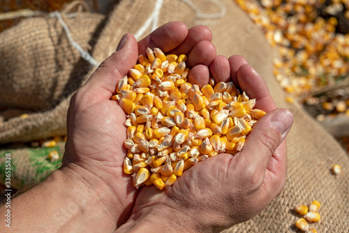 Handful of Harvested Grain Corn - Close up of Peasant's Hands With Corn Grains