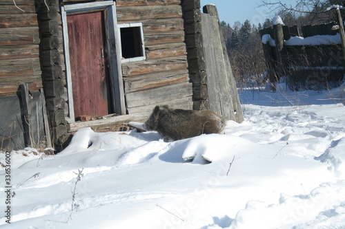 Wildlife of Wild Boar (Sus scrofa) captured in Belarus © adventure