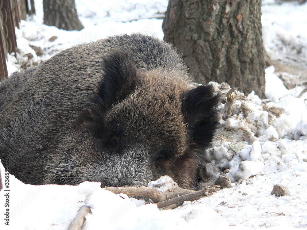 Wildlife of Wild Boar (Sus scrofa) captured in Belarus Wildlife of Wild Boar (Sus scrofa) captured in Belarus