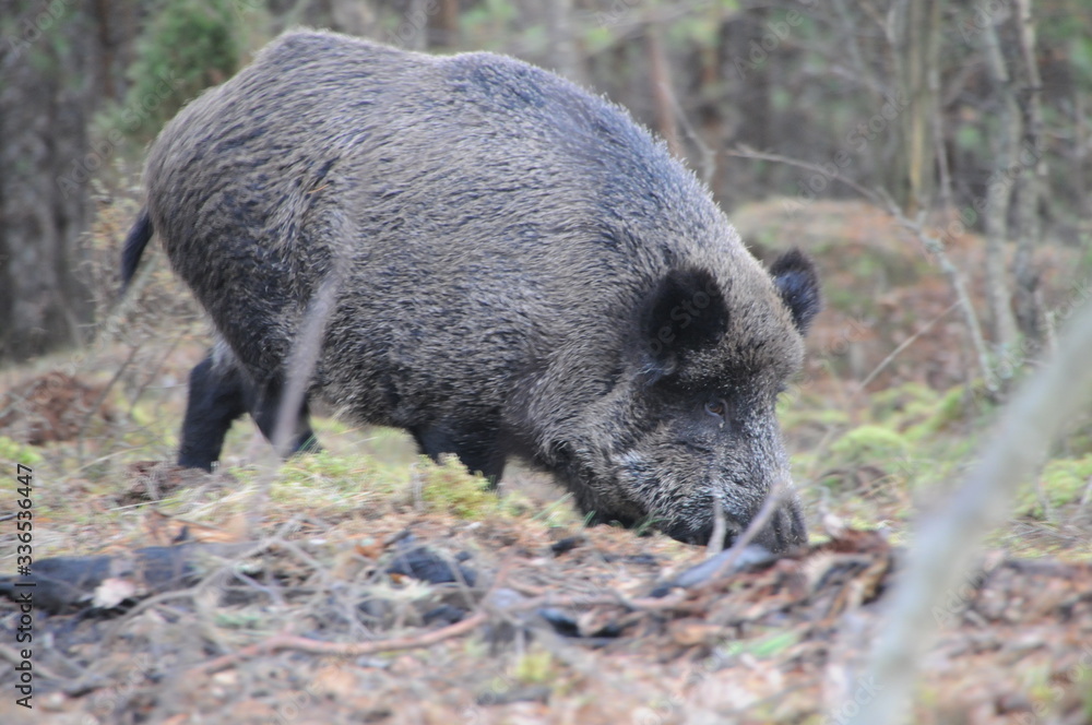 Wildlife of Wild Boar (Sus scrofa) captured in Belarus Wildlife of Wild Boar (Sus scrofa) captured in Belarus