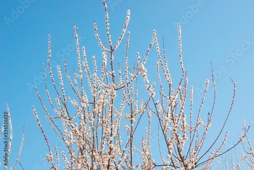 A tree of apricot blossoms in spring © photobee