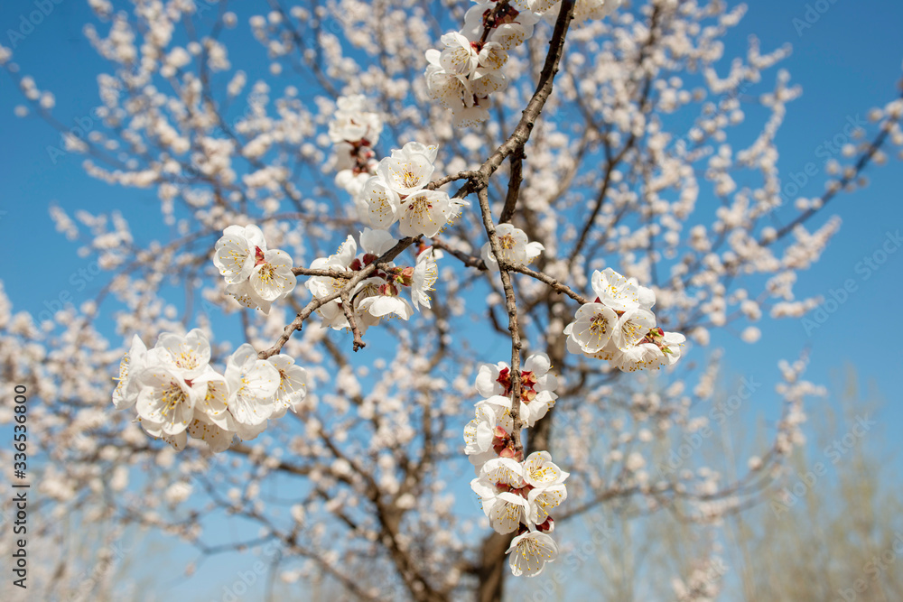 A tree of apricot blossoms in spring