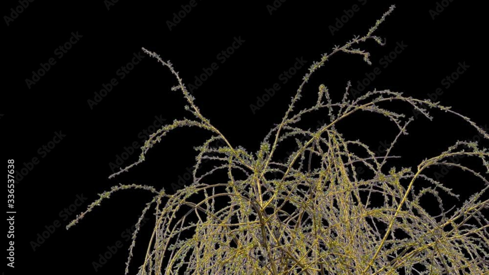 Spring tree branches isolated part of tree swaying from wind alpha channel Spring tree branches isolated part of tree swaying from wind alpha channel