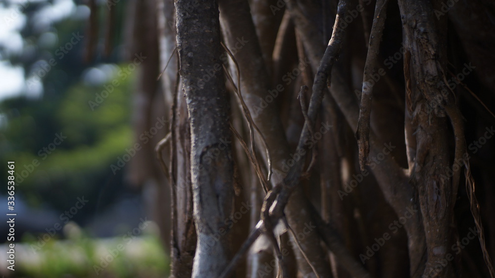 close up tree branches in the park close up tree branches in the park