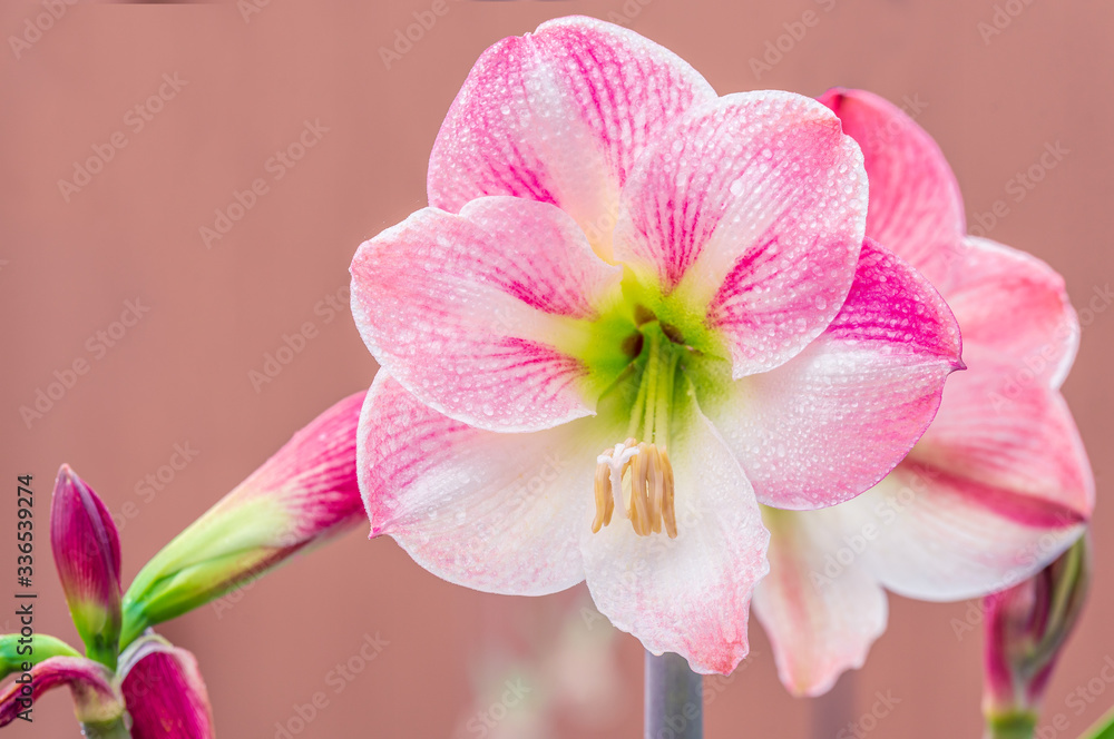 Obraz premium Pink Amaryllis Flowers Isolated