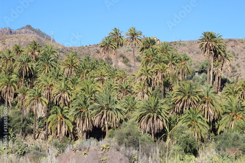 Canary palm tree forest near a town in Gran Canaria island photo