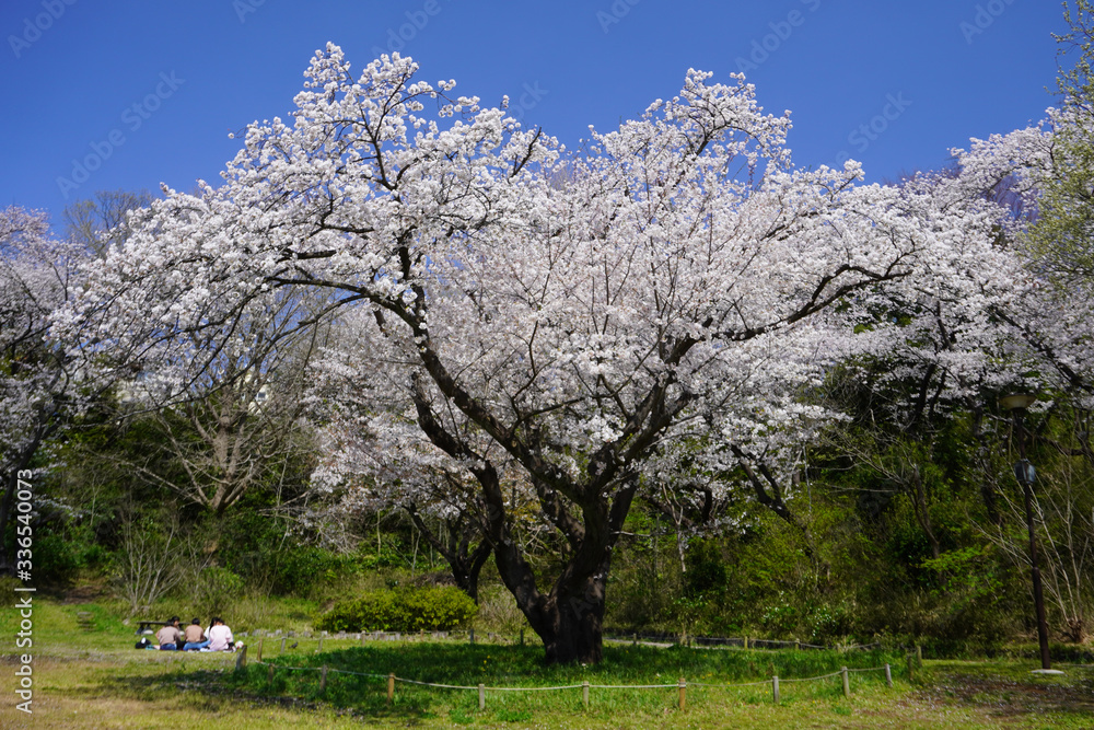 県立 三ツ池公園 県立 三ツ池公園