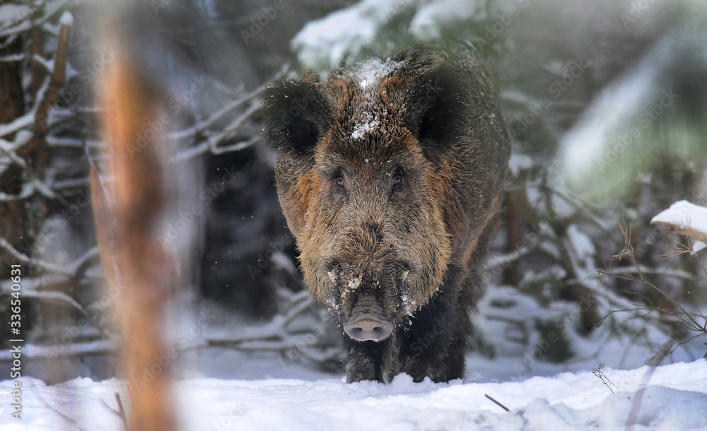 Wildlife of Wild Boar (Sus scrofa) captured in Belarus Wildlife of Wild Boar (Sus scrofa) captured in Belarus