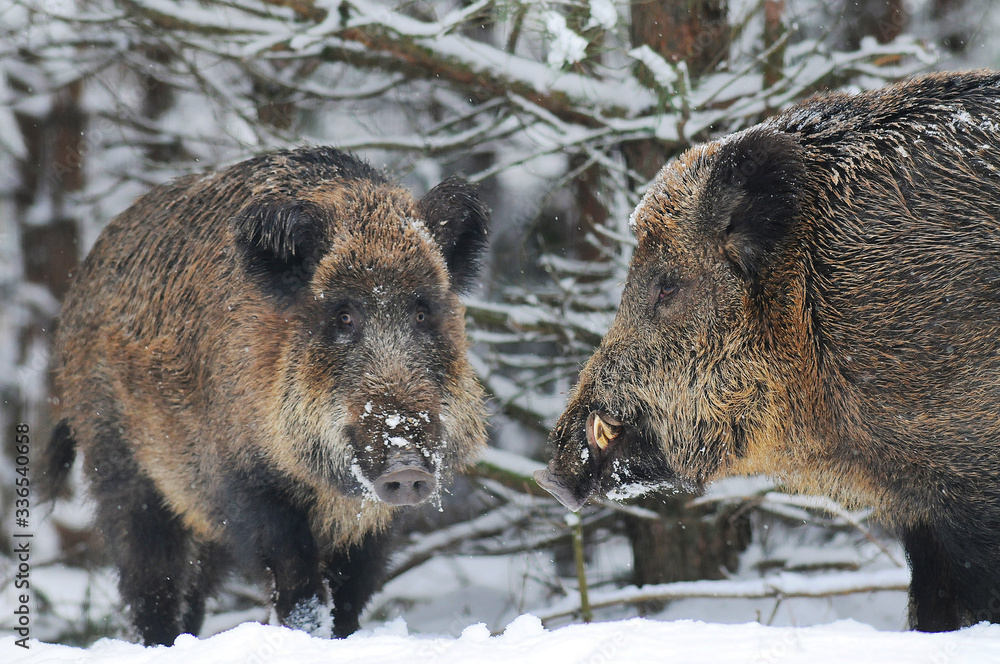 Wildlife of Wild Boar (Sus scrofa) captured in Belarus Wildlife of Wild Boar (Sus scrofa) captured in Belarus