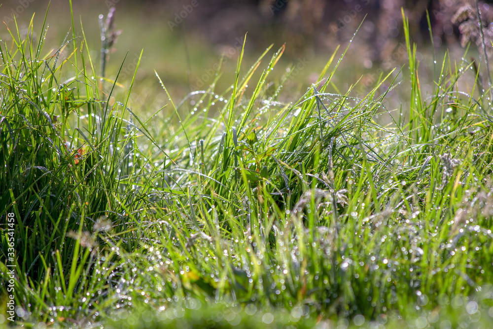 Macro photography of blades of grass covered in dew drops, captured early in the morning in the Andean mountains of central Colombia Macro photography of blades of grass covered in dew drops, captured early in the morning in the Andean mountains of central Colombia
