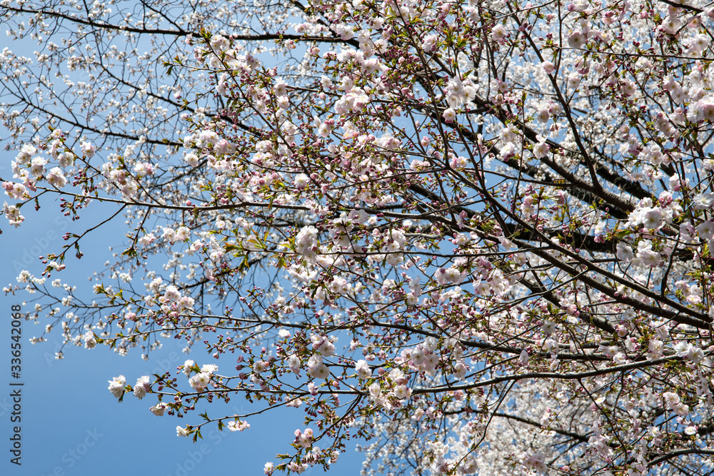 Fototapeta premium 満開の松前早咲桜