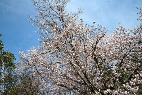 満開の松前早咲桜