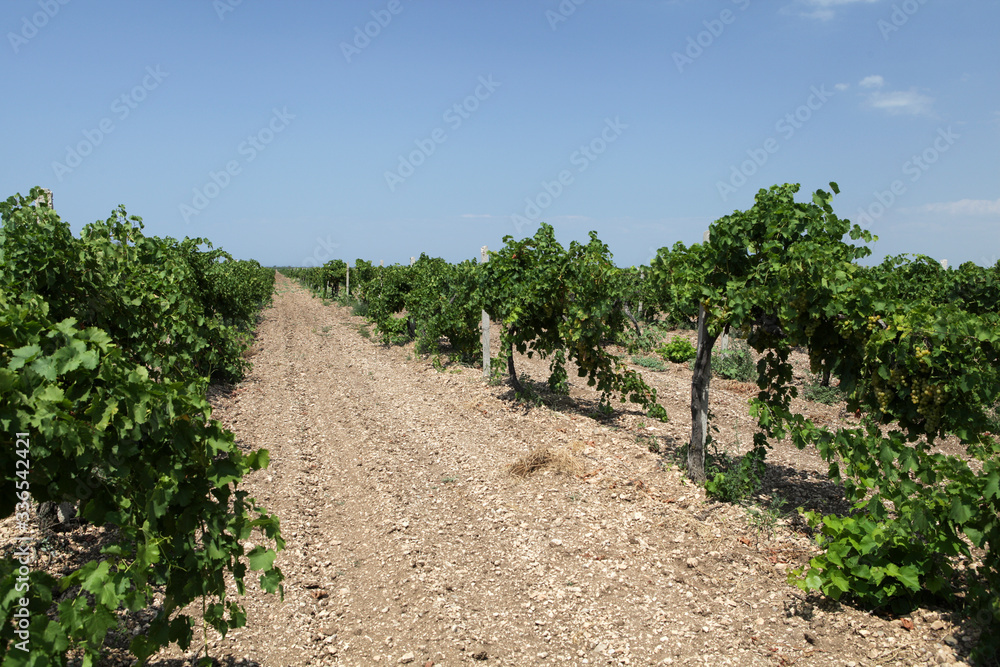 Naklejka premium Rows of grapevine vineyard before harvest. Selective focus. Agricultural landscape. Viticulture