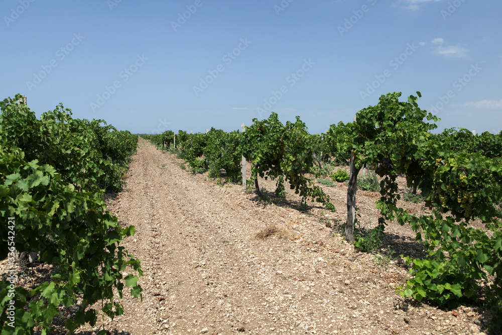 Rows of grapevine vineyard before harvest. Selective focus. Agricultural landscape. Viticulture