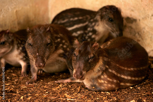 Obraz na płótnie breeding paca in captivity