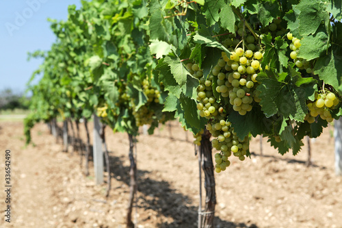 Wallpaper Mural A long row of vineyard with grapes in front of the harvest. Selective focus Torontodigital.ca