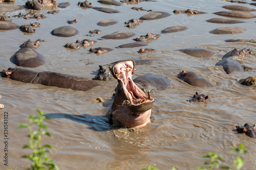 hippopotamus with mouth wide open