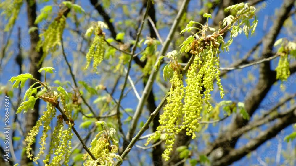 Close up shot of oak catkins moving in the wind against blue sky. Pollen spread by tree flowers in spring, causing pollen allergies.