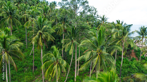 Aerial view of beautiful nature environment  lush green palm trees growing on a slope. Tropical  vegetation