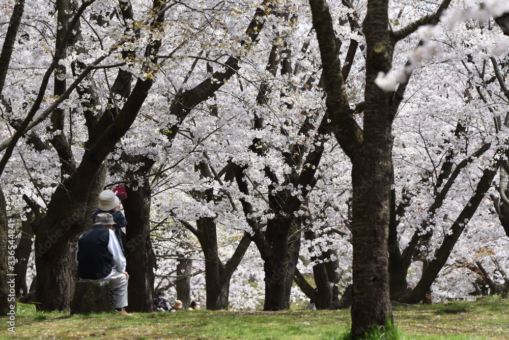 Cherry blossoms in full bloom / Traditional japanese spring scenery. Cherry blossoms in full bloom / Traditional japanese spring scenery.