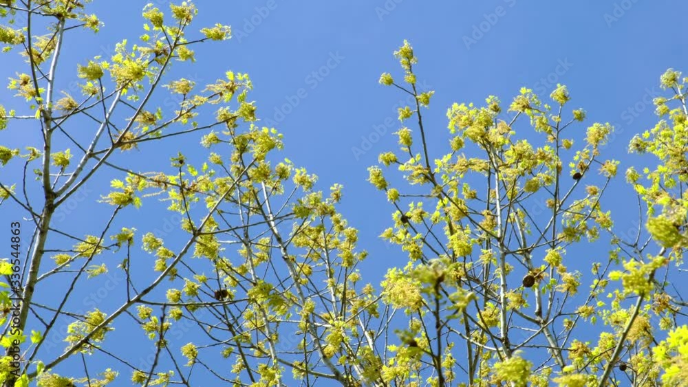 Oak branches full of catkins, the biggest source of pollen and cause of pollen allergies in the spring Oak branches full of catkins, the biggest source of pollen and cause of pollen allergies in the spring