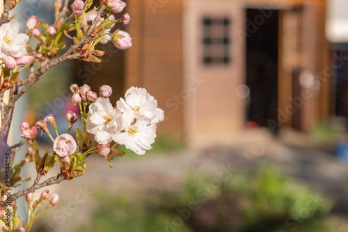 Zierkirschen Blüte im ersten Frühlingslicht, im Hintergrund der Gartenschuppen.