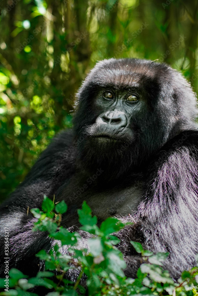 Female Gorilla in Volcanoes National Park Rwanda Female Gorilla in Volcanoes National Park Rwanda